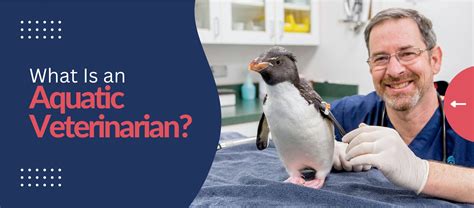 aquatic veterinarian education.